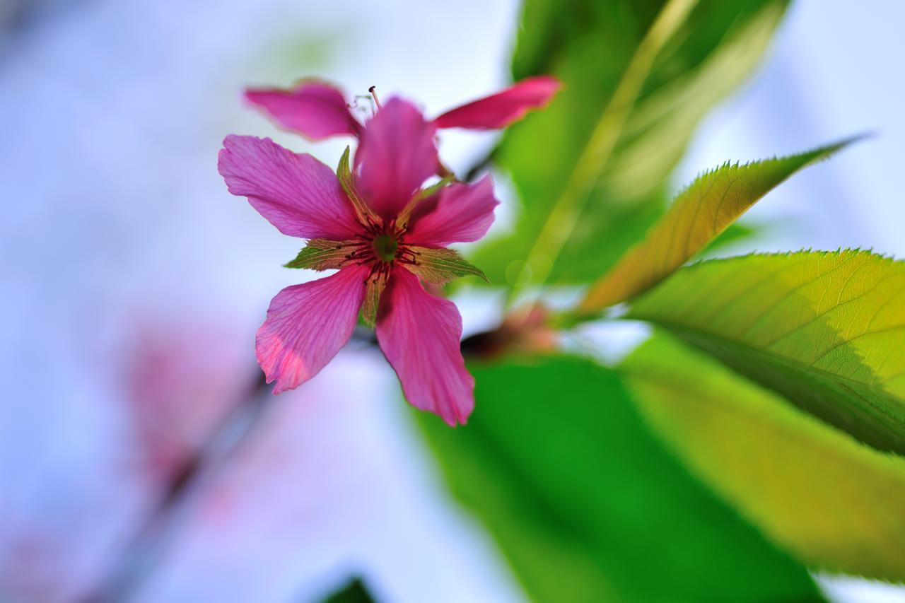 Flower Free花自在 Zhoulan Extérieur photo