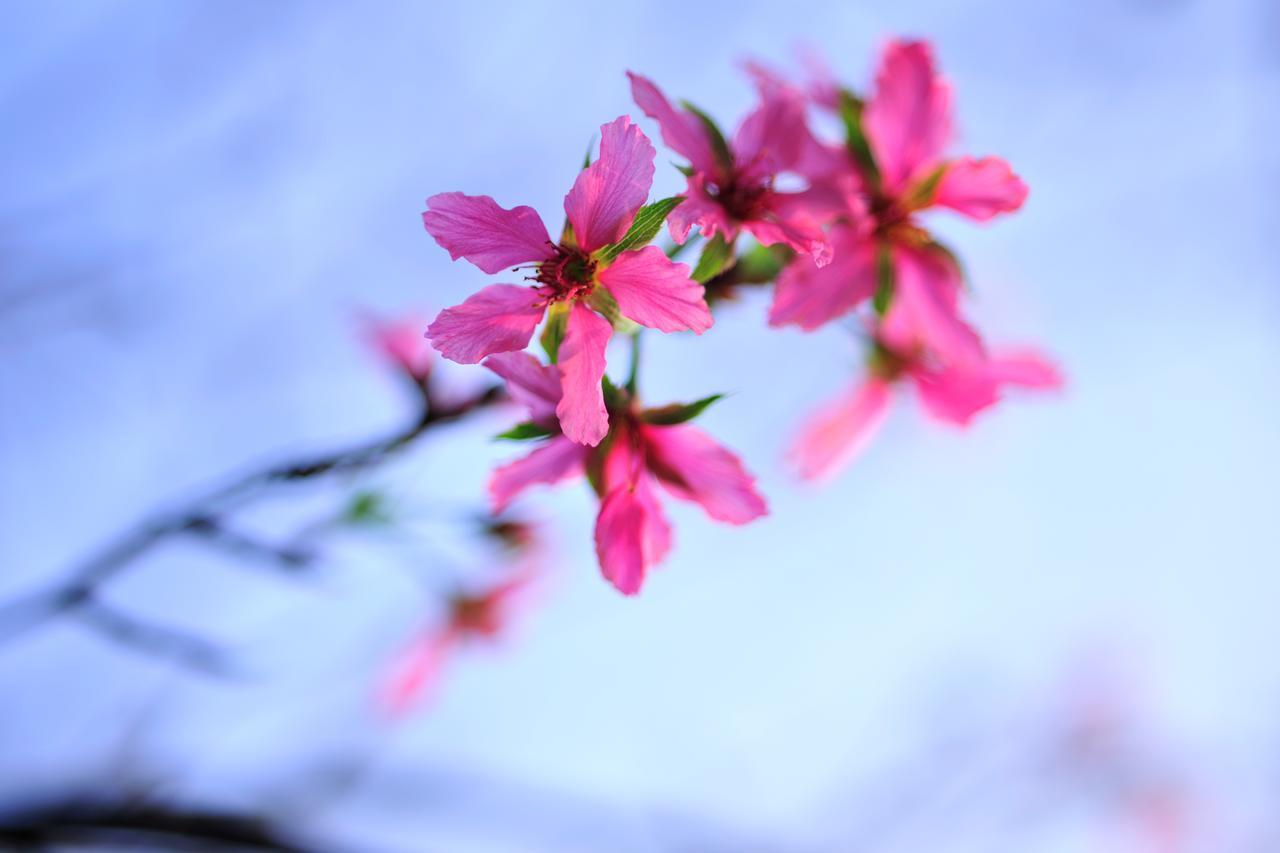 Flower Free花自在 Zhoulan Extérieur photo
